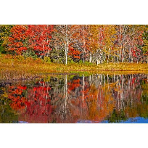 Gulin, Sylvia 아티스트의 USA-New England-Maine-Lake with Fall colors reflected in calm water작품입니다.